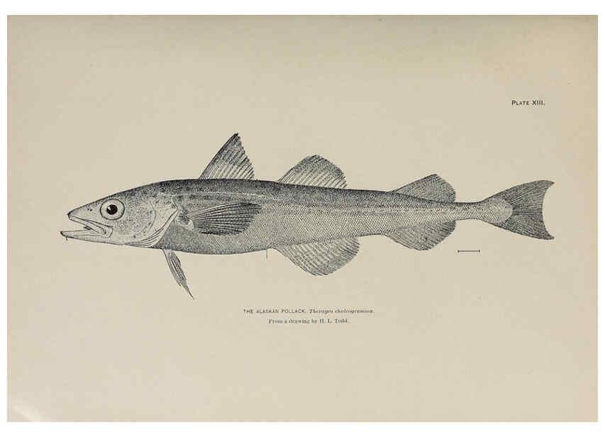 Reproducción/Reproduction 6305634595: The fur seals and fur-seal islands of the North Pacific Ocean. v.3. Washington,Govt. Print. Off.,1898-99