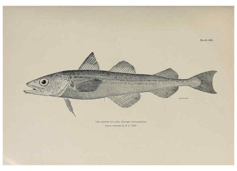 Reproducción/Reproduction 6305634595: The fur seals and fur-seal islands of the North Pacific Ocean. v.3. Washington,Govt. Print. Off.,1898-99