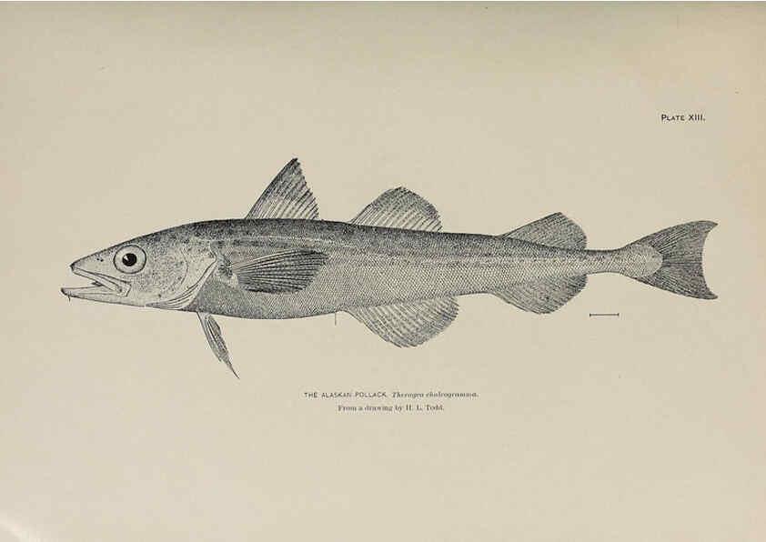 Reproducción/Reproduction 6305634595: The fur seals and fur-seal islands of the North Pacific Ocean. v.3. Washington,Govt. Print. Off.,1898-99