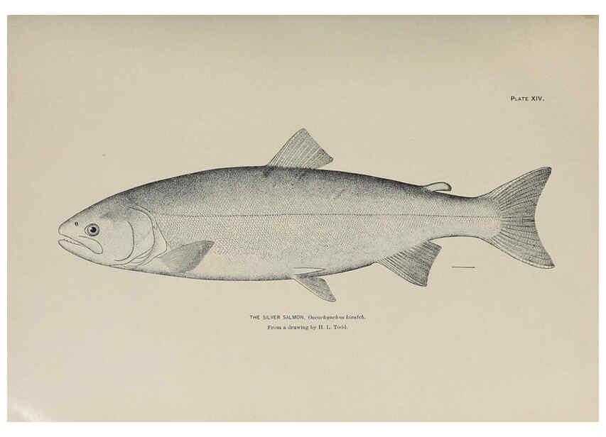 Reproducción/Reproduction 6305634797: The fur seals and fur-seal islands of the North Pacific Ocean. v.3. Washington,Govt. Print. Off.,1898-99
