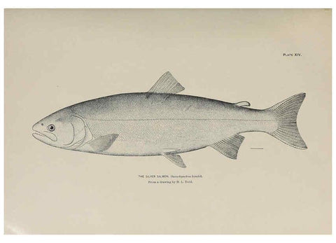 Reproducción/Reproduction 6305634797: The fur seals and fur-seal islands of the North Pacific Ocean. v.3. Washington,Govt. Print. Off.,1898-99