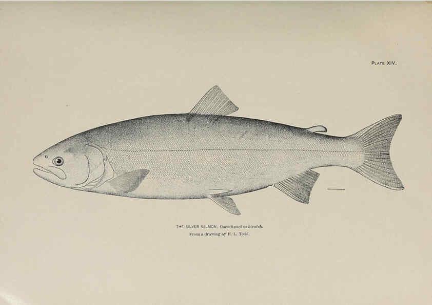 Reproducción/Reproduction 6305634797: The fur seals and fur-seal islands of the North Pacific Ocean. v.3. Washington,Govt. Print. Off.,1898-99