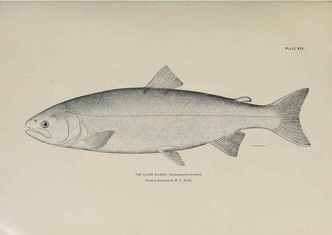 Reproducción/Reproduction 6305634797: The fur seals and fur-seal islands of the North Pacific Ocean. v.3. Washington,Govt. Print. Off.,1898-99