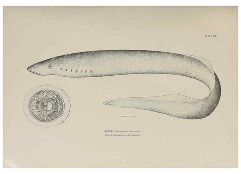 Reproducción/Reproduction 6305634989: The fur seals and fur-seal islands of the North Pacific Ocean. v.3. Washington,Govt. Print. Off.,1898-99