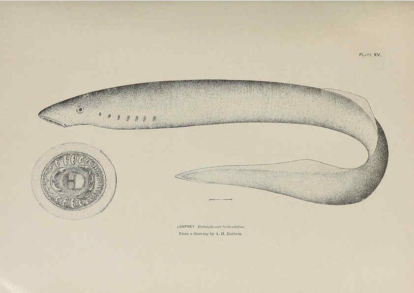 Reproducción/Reproduction 6305634989: The fur seals and fur-seal islands of the North Pacific Ocean. v.3. Washington,Govt. Print. Off.,1898-99