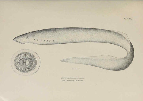 Reproducción/Reproduction 6305634989: The fur seals and fur-seal islands of the North Pacific Ocean. v.3. Washington,Govt. Print. Off.,1898-99