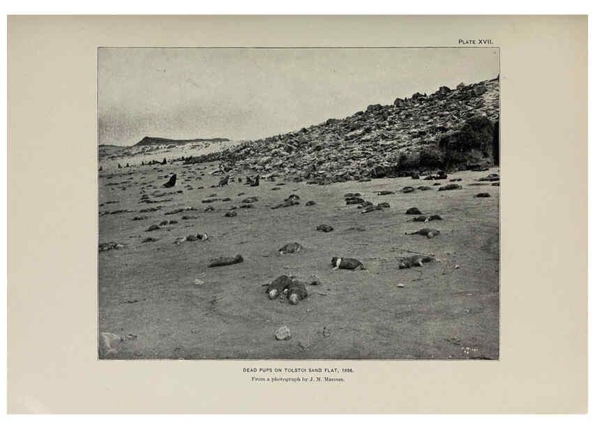 Reproducción/Reproduction 6306158950: The fur seals and fur-seal islands of the North Pacific Ocean. v.3. Washington,Govt. Print. Off.,1898-99