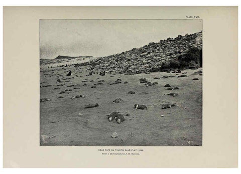 Reproducción/Reproduction 6306158950: The fur seals and fur-seal islands of the North Pacific Ocean. v.3. Washington,Govt. Print. Off.,1898-99