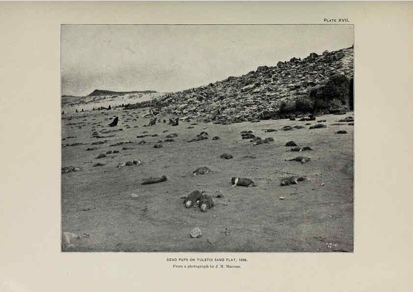 Reproducción/Reproduction 6306158950: The fur seals and fur-seal islands of the North Pacific Ocean. v.3. Washington,Govt. Print. Off.,1898-99