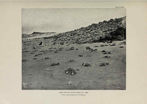 Reproducción/Reproduction 6306158950: The fur seals and fur-seal islands of the North Pacific Ocean. v.3. Washington,Govt. Print. Off.,1898-99