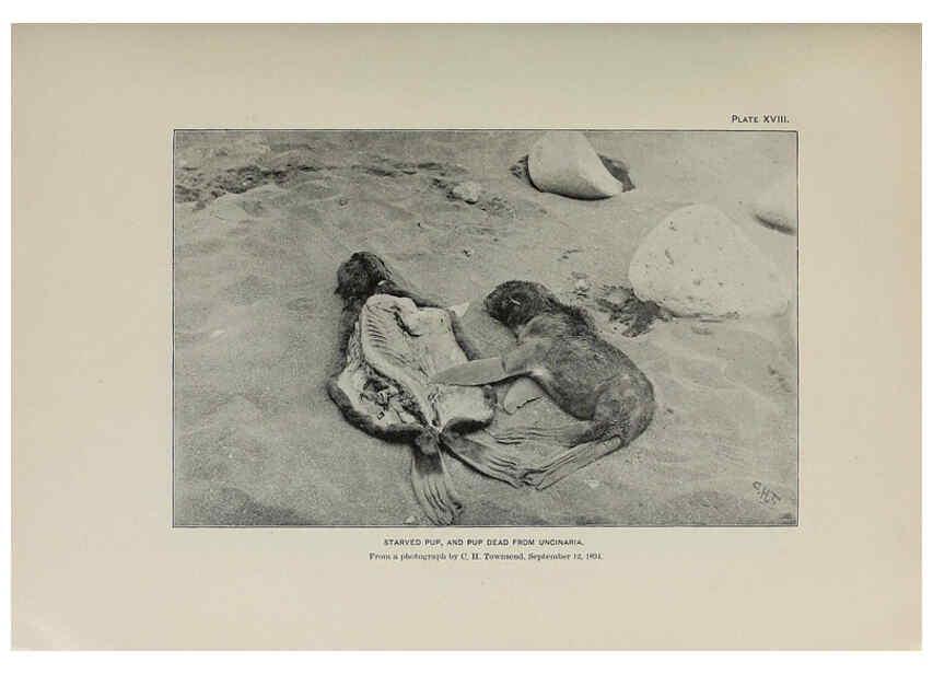 Reproducción/Reproduction 6305635577: The fur seals and fur-seal islands of the North Pacific Ocean. v.3. Washington,Govt. Print. Off.,1898-99