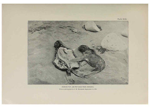 Reproducción/Reproduction 6305635577: The fur seals and fur-seal islands of the North Pacific Ocean. v.3. Washington,Govt. Print. Off.,1898-99