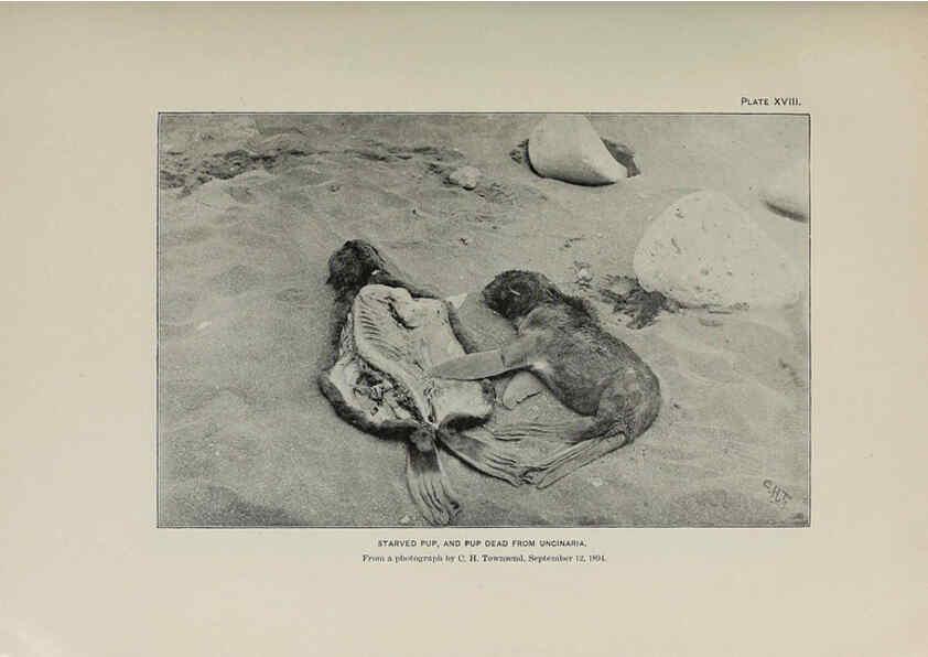 Reproducción/Reproduction 6305635577: The fur seals and fur-seal islands of the North Pacific Ocean. v.3. Washington,Govt. Print. Off.,1898-99