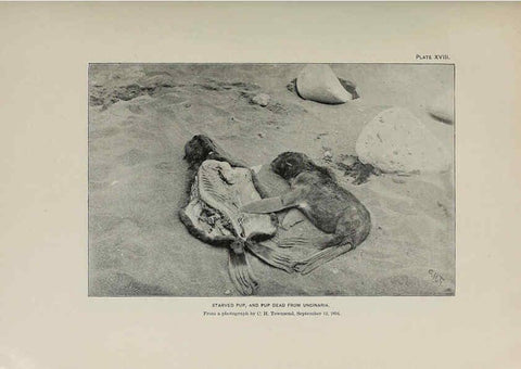 Reproducción/Reproduction 6305635577: The fur seals and fur-seal islands of the North Pacific Ocean. v.3. Washington,Govt. Print. Off.,1898-99