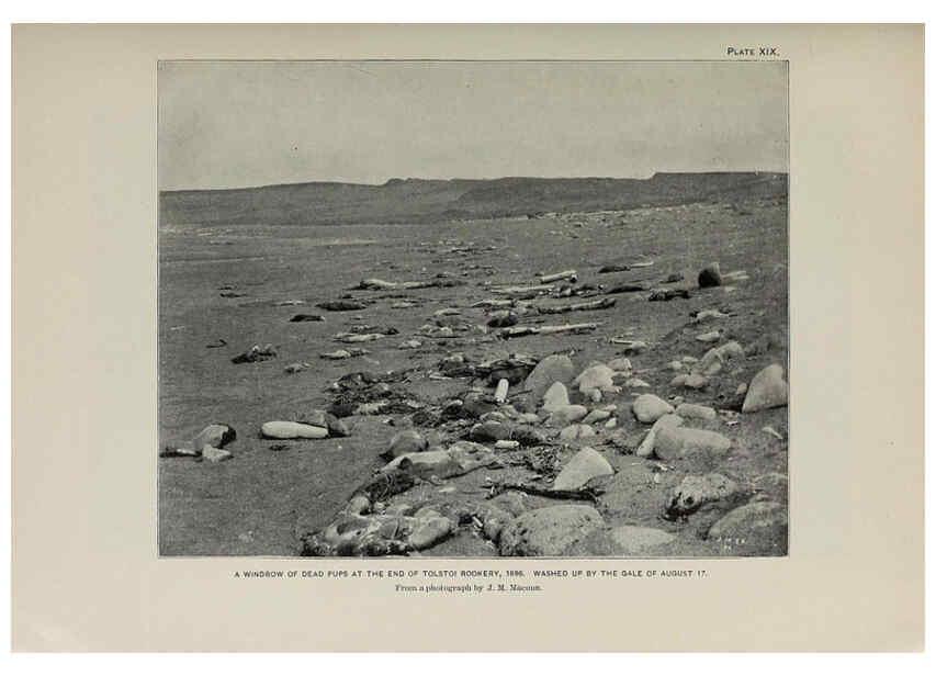 Reproducción/Reproduction 6305635761: The fur seals and fur-seal islands of the North Pacific Ocean. v.3. Washington,Govt. Print. Off.,1898-99