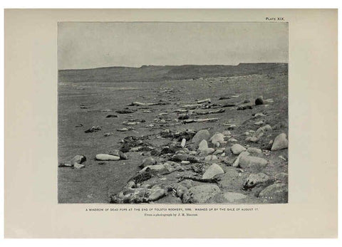 Reproducción/Reproduction 6305635761: The fur seals and fur-seal islands of the North Pacific Ocean. v.3. Washington,Govt. Print. Off.,1898-99
