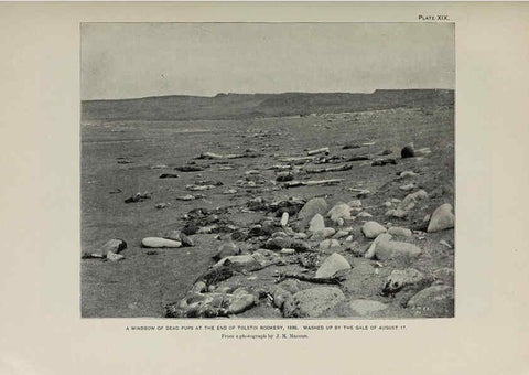 Reproducción/Reproduction 6305635761: The fur seals and fur-seal islands of the North Pacific Ocean. v.3. Washington,Govt. Print. Off.,1898-99