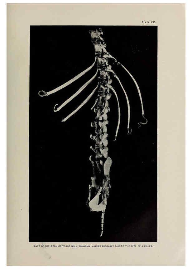 Reproducción/Reproduction 6306159500: The fur seals and fur-seal islands of the North Pacific Ocean. v.3. Washington,Govt. Print. Off.,1898-99