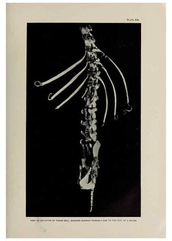 Reproducción/Reproduction 6306159500: The fur seals and fur-seal islands of the North Pacific Ocean. v.3. Washington,Govt. Print. Off.,1898-99