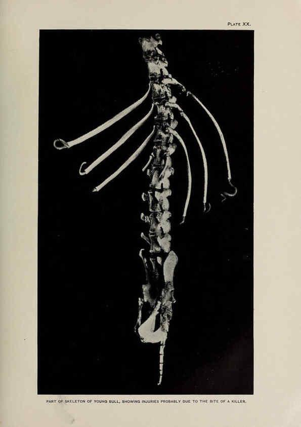 Reproducción/Reproduction 6306159500: The fur seals and fur-seal islands of the North Pacific Ocean. v.3. Washington,Govt. Print. Off.,1898-99
