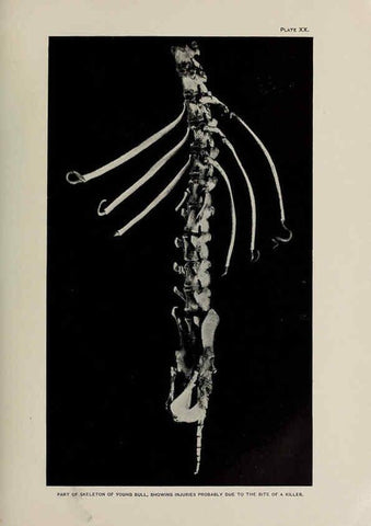 Reproducción/Reproduction 6306159500: The fur seals and fur-seal islands of the North Pacific Ocean. v.3. Washington,Govt. Print. Off.,1898-99