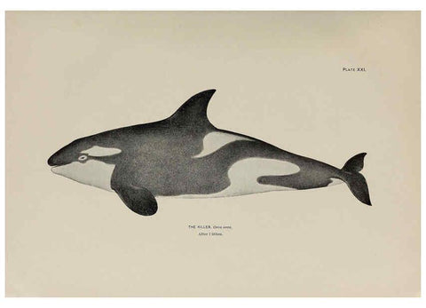 Reproducción/Reproduction 6306159674: The fur seals and fur-seal islands of the North Pacific Ocean. v.3. Washington,Govt. Print. Off.,1898-99