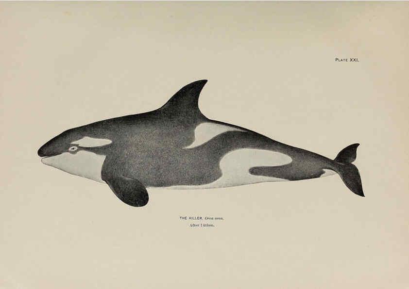 Reproducción/Reproduction 6306159674: The fur seals and fur-seal islands of the North Pacific Ocean. v.3. Washington,Govt. Print. Off.,1898-99
