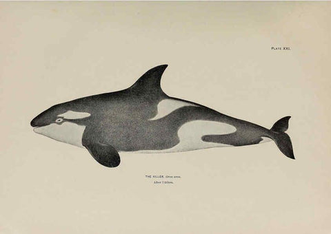 Reproducción/Reproduction 6306159674: The fur seals and fur-seal islands of the North Pacific Ocean. v.3. Washington,Govt. Print. Off.,1898-99