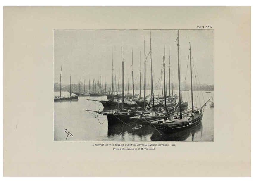 Reproducción/Reproduction 6306160404: The fur seals and fur-seal islands of the North Pacific Ocean. v.3. Washington,Govt. Print. Off.,1898-99