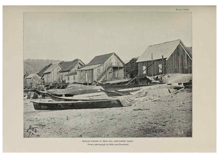 Reproducción/Reproduction 6305637291: The fur seals and fur-seal islands of the North Pacific Ocean. v.3. Washington,Govt. Print. Off.,1898-99