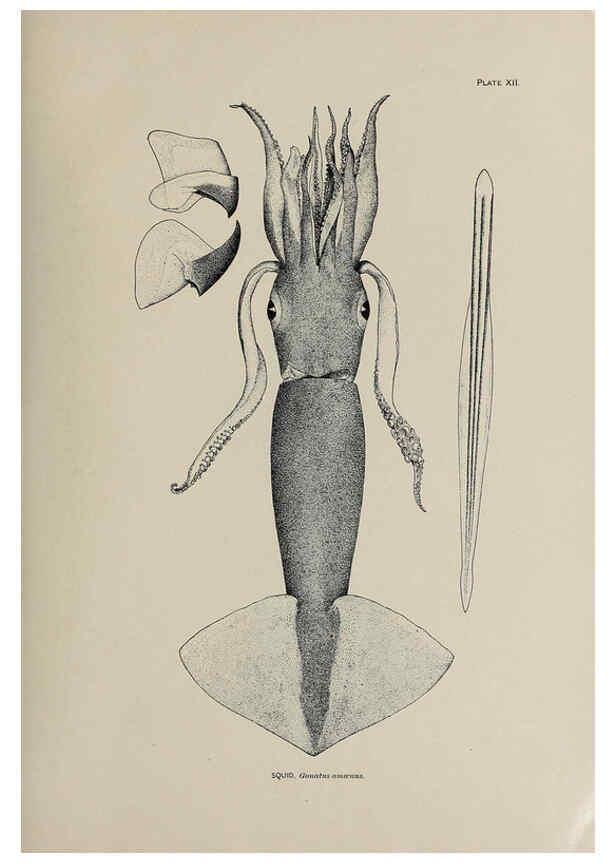 Reproducción/Reproduction 6305634417: The fur seals and fur-seal islands of the North Pacific Ocean. v.3. Washington,Govt. Print. Off.,1898-99