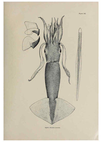 Reproducción/Reproduction 6305634417: The fur seals and fur-seal islands of the North Pacific Ocean. v.3. Washington,Govt. Print. Off.,1898-99