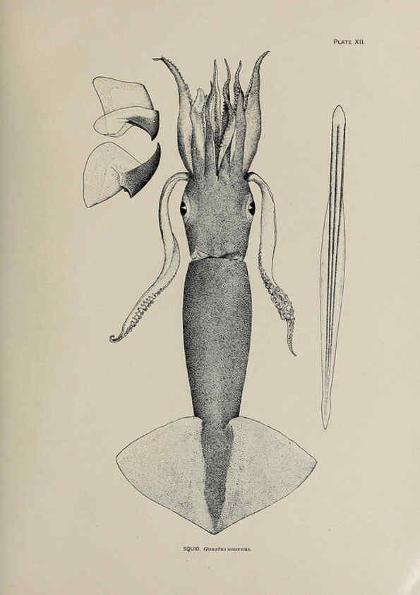 Reproducción/Reproduction 6305634417: The fur seals and fur-seal islands of the North Pacific Ocean. v.3. Washington,Govt. Print. Off.,1898-99