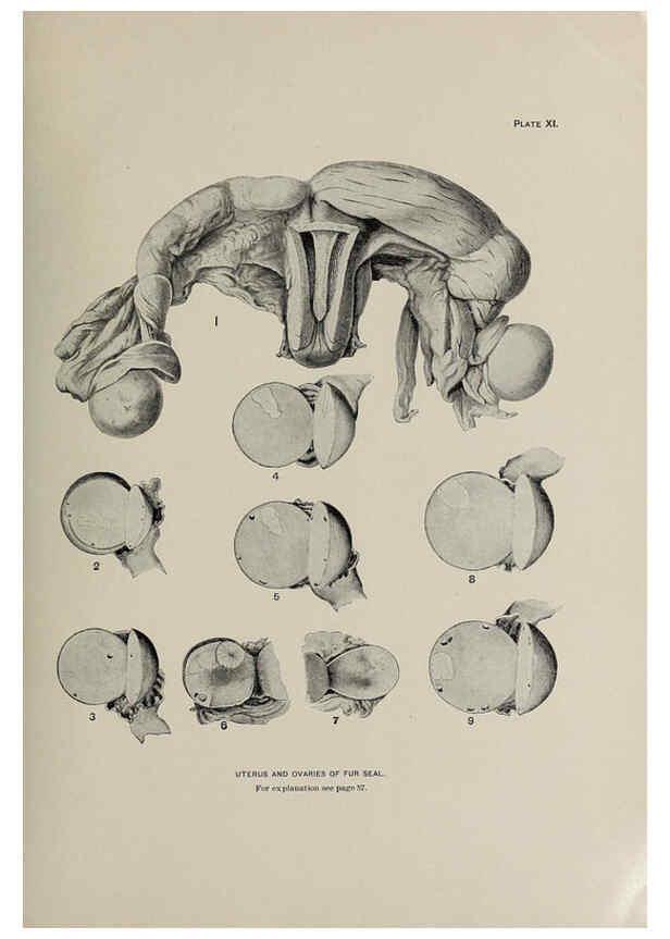 Reproducción/Reproduction 6305634189: The fur seals and fur-seal islands of the North Pacific Ocean. v.3. Washington,Govt. Print. Off.,1898-99