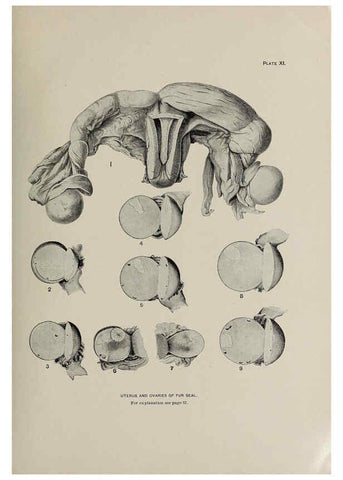 Reproducción/Reproduction 6305634189: The fur seals and fur-seal islands of the North Pacific Ocean. v.3. Washington,Govt. Print. Off.,1898-99