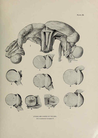 Reproducción/Reproduction 6305634189: The fur seals and fur-seal islands of the North Pacific Ocean. v.3. Washington,Govt. Print. Off.,1898-99