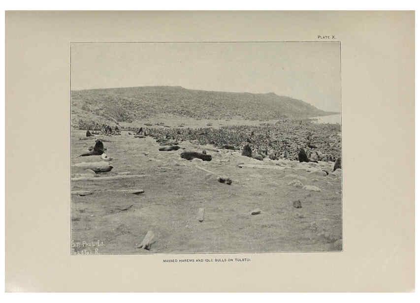 Reproducción/Reproduction 6305634019: The fur seals and fur-seal islands of the North Pacific Ocean. v.3. Washington,Govt. Print. Off.,1898-99