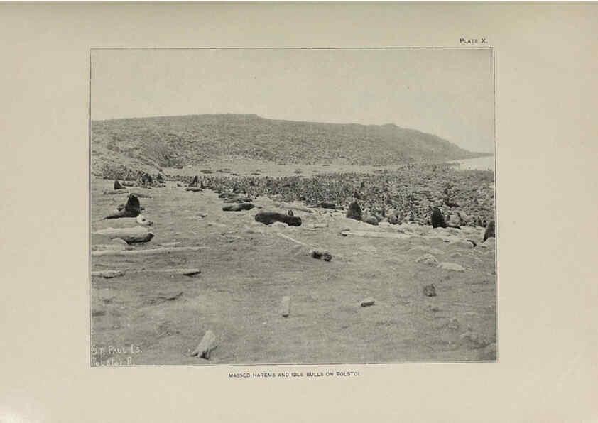 Reproducción/Reproduction 6305634019: The fur seals and fur-seal islands of the North Pacific Ocean. v.3. Washington,Govt. Print. Off.,1898-99