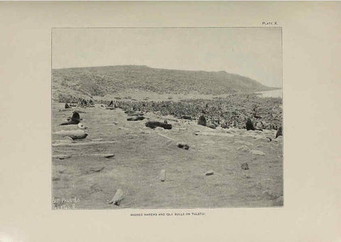 Reproducción/Reproduction 6305634019: The fur seals and fur-seal islands of the North Pacific Ocean. v.3. Washington,Govt. Print. Off.,1898-99