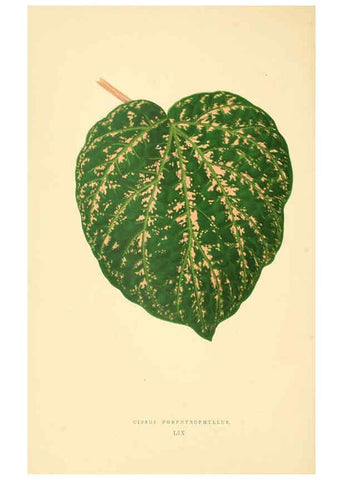 Reproducción/Reproduction 6305591153: Les plantes a feuillage coloré. v.1. Paris :Rothschild,1867-1870