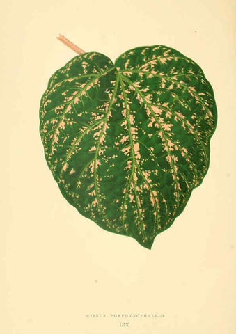Reproducción/Reproduction 6305591153: Les plantes a feuillage coloré. v.1. Paris :Rothschild,1867-1870
