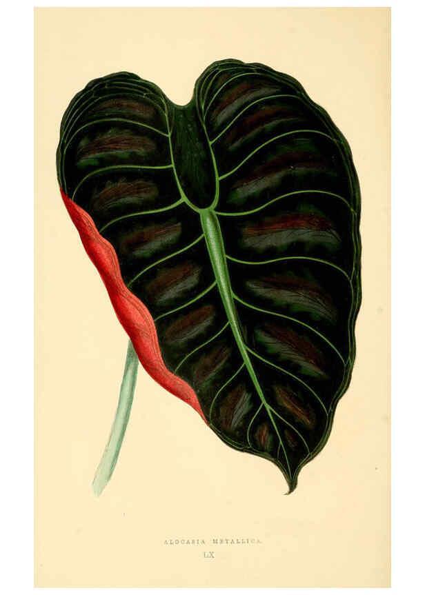Reproducción/Reproduction 6306113868: Les plantes a feuillage coloré. v.1. Paris :Rothschild,1867-1870