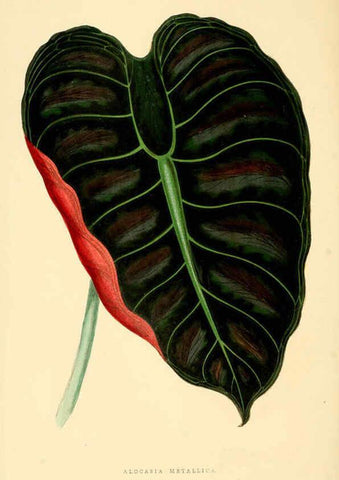 Reproducción/Reproduction 6306113868: Les plantes a feuillage coloré. v.1. Paris :Rothschild,1867-1870