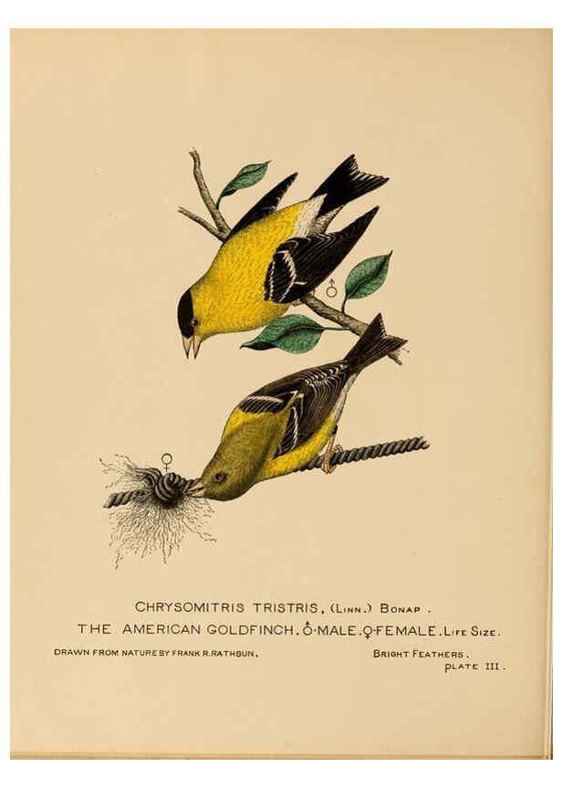 Reproducción/Reproduction 6305613209: Bright feathers Auburn, N.Y. :The author,1880-82