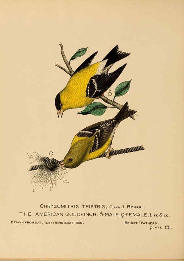Reproducción/Reproduction 6305613209: Bright feathers Auburn, N.Y. :The author,1880-82