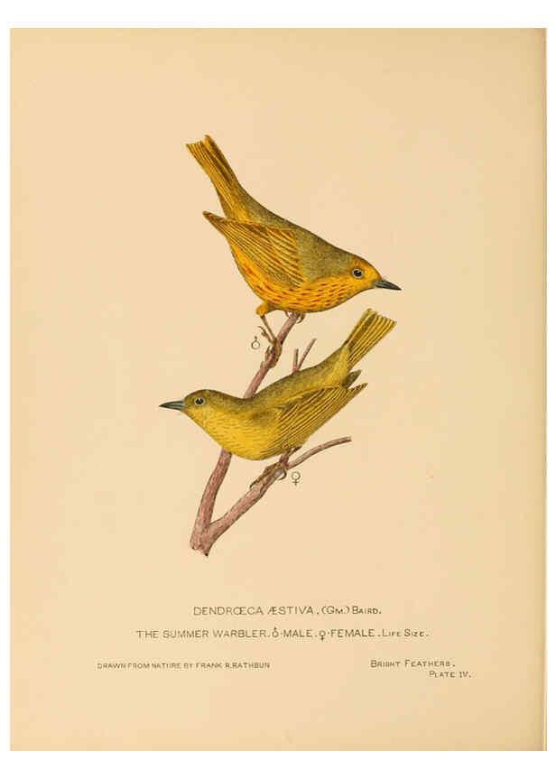 Reproducción/Reproduction 6306136112: Bright feathers Auburn, N.Y. :The author,1880-82