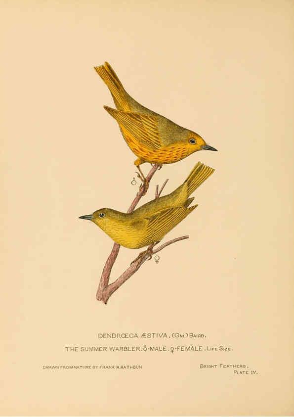 Reproducción/Reproduction 6306136112: Bright feathers Auburn, N.Y. :The author,1880-82