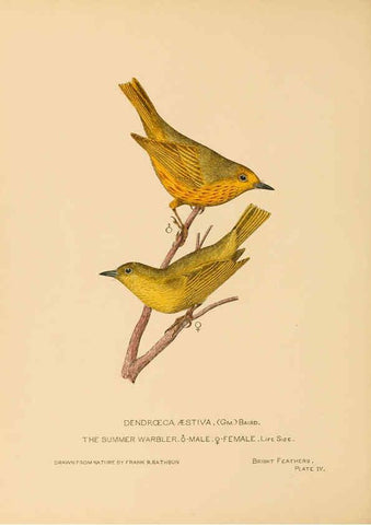 Reproducción/Reproduction 6306136112: Bright feathers Auburn, N.Y. :The author,1880-82