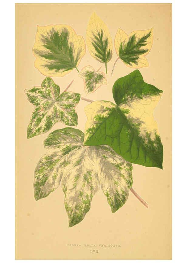 Reproducción/Reproduction 6306113308: Les plantes a feuillage coloré. v.1. Paris :Rothschild,1867-1870