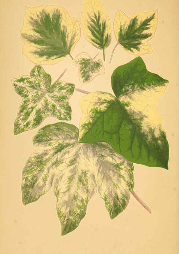 Reproducción/Reproduction 6306113308: Les plantes a feuillage coloré. v.1. Paris :Rothschild,1867-1870